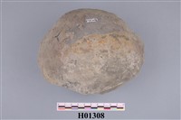 藏品(環月蛤內模化石)的圖片